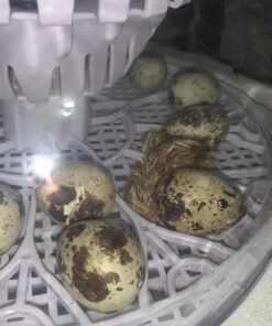 12 Large Fertile Hatching Coturnix Quail Eggs 32 71 oJVFS32L