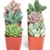 Shop Succulents | Radiant Rosette Collection of Live Succulent Plants, Hand Selected Variety Pack of Mini Succulents | Collection of 12 6-Pack Grower's Pot 12 71 pDYat7VL