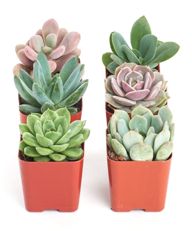 Catalog 7 Shop Succulents | Radiant Rosette Collection of Live Succulent Plants, Hand Selected Variety Pack of Mini Succulents | Collection of 12 6-Pack Grower's Pot