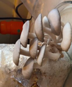 Organic Blue Oyster Mushroom Growing Kit 47 71 r4GsoxPL