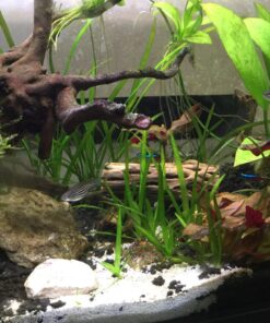 Natural Cholla Wood for Aquarium Decoration, Shrimp, Hermit Crab, Chew Toys for Small Pets (6 Inches Long(Pack of 3)) 6 Inches Long(Pack of 3) 35 71 tPQ4n3L