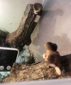 6" to 9" Shiitake Mushroom Log (2 logs per order) 12 71 ucAy6U7L