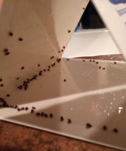 Pro Pest Pantry Moth & Beetle Traps 2 Pre-Baited Traps 27 71 wn3h3qhL