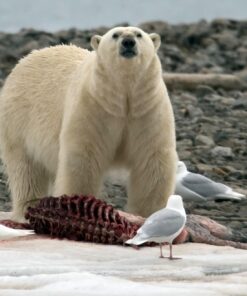 Sigma 150-600mm 5-6.3 Sports DG OS HSM Lens for Canon Canon SLR Mount US Version 108 71 xTcmPRL