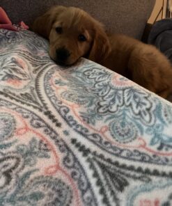 Wellness Soft Puppy Bites Natural Grain-Free Treats for Training, Dog Treats with Real Meat and DHA, No Artificial Flavors (Lamb & Salmon, 3-Ounce Bag) Soft Treats Lamb & Salmon 3 oz 43 71 zLUvnvuL