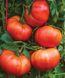 Burpee SteakHouse Hybrid Non-GMO Large Beefsteak Garden Produces Giant 3 LB Fresh Tomatoes | Vegetable Planting, 25 Seeds 33 71 ztK8 ySL