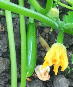 Safer Brand 5163 Caterpillar Killer II Concentrate, 16 Oz For Insects 1 Pack 20 7100s9xpvL