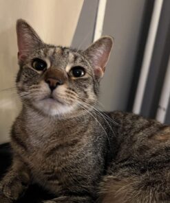 Hill's Pet Nutrition Science Diet Dry Cat Food, Adult, Chicken Recipe, 4 lb. Bag 39 71018MXCx4L