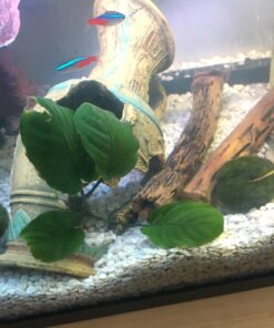 Anubias Barteri Coin Leaves Live Aquarium Plants Freshwater Rhizome 3 Days Live Guaranteed by Mainam 26 7101htE30EL