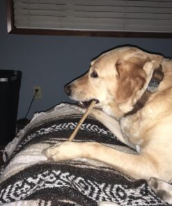 Top Dog Chews - 12 Inch Standard 12 Pack Bully Sticks, Long Lasting, 100% Natural Beef, Free Range Grass Fed, High Protein, Supports Dental Health Dog Treat for Medium & Large Dogs, 12 Pack 12 Count (Pack of 1) 36 7103gZFalyL