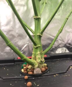 General Hydroponics CALiMAGic 1-0-0, Concentrated Blend of Calcium & Magnesium, Secondary Nutrient Deficiencies Helps Prevent Blossom End Rot & Tip Burn, Clean, Soluble, 1-Quart 32 Fl Oz (Pack of 1) 45 7105wUfrnFL