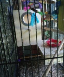 Prevue Pet Products BPV105 Sterilized Natural Coconut Fiber for Bird Nest (60000105) 1 Pack 8 7106JKjroSL