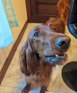 Wondercide - Flea, Tick & Mosquito Spray for Dogs, Cats, and Home - Control, Prevention, Treatment - with Natural Essential Oils - Pet and Family Safe - Lemongrass 16 oz 23 7106OUiVlhL