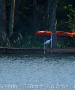 Big Mike’s High-Power 500mm/1000mm f/8 Manual Telephoto Lens for Nikon DSLR, Black 57 71074zwO1L