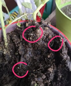 Jobe’s Organics 09226NA Granular Plant Food Fruit & Citrus, 4lbs, Brown 33 7109UDZJLeL