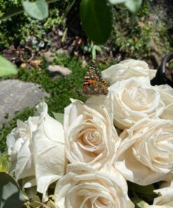 5 Live Caterpillars Shipped Now- Butterfly Kit Refill 64 7109niDXKTL