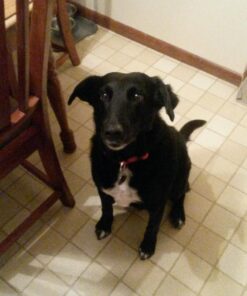 Nutramax Dasuquin with MSM Joint Health Supplement for Small to Medium Dogs - With Glucosamine, MSM, Chondroitin, ASU, Boswellia Serrata Extract, and Green Tea Extract, 150 Chewable Tablets 150 Count (Pack of 1) 39 710ANrzytAL