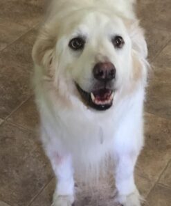 Amazing Turmeric for Dogs Curcumin Pet Antioxidant, Eliminates Joint Pain Inflammation, 120 Chews 32 710BsQ03i4L