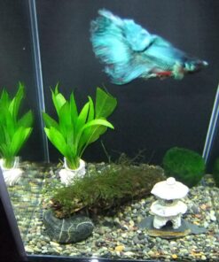 Fluval SPEC Freshwater Aquarium Kit, Aquarium with LED Lighting and 3-Stage Filtration, 2.6 Gallon, Black, Large Breeds 2.6 Gal. 58 710C6CBMdyL