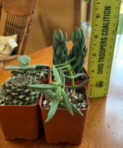 Shop Succulents Verde Succulent Plant Pack Collection - Live Mini Succulent Plants, Low Maintenance, Mix of Green Succulents & Textures - Wedding and Party Favors, Gift & Garden, Pack of 4 4-Pack 19 710FAWbM wL