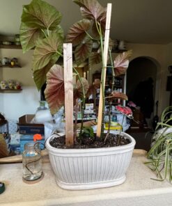 Blumat Classic Plant Watering Stakes | for Everyday Home or Vacation Use | Indoor or Outdoor Water Spikes for Plants | Automatic Drip Irrigation (6 Pack) 6 Pack 37 710FLW7iAAL