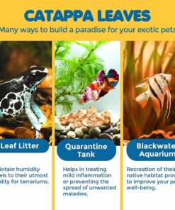 SunGrow 50 pcs Catappa Indian Almond Leaves for Betta Fish Tank Aquarium, 2” Water Conditioner Leaves, Leaf Also Suitable for Shrimp, Goldfish, Guppy and Frogs 50 Leaves 40 710FUlVkIHL