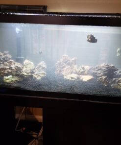 CaribSea Eco-Complete 20-Pound Planted Aquarium, Black 20 POUNDS 38 710GZwX4YfL