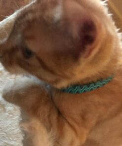 Petmate Aspen Pet Breakaway Fashion Collar, 3/8" x 8-12", Sub Geo Blue 3/8" x 8-12" 40 710GvvsWJRL