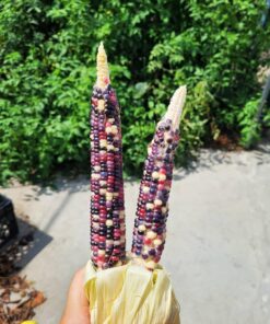 Glass Gem Indian Corn Heirloom Seed - The Most Beautiful Corn in the World! 54 710H0QtTL