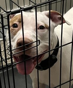 MidWest Homes for Pets Newly Enhanced Single Door iCrate Dog Crate, Includes Leak-Proof Pan, Floor Protecting Feet, Divider Panel & New Patented Features iCrate; Single Door 48.0"L x 30.0"W x 33.0"H 39 710HMp0250L