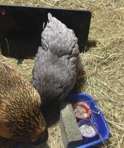 Cozy Products CL Cozy Safe Chicken Coop Heater 200 Watts Safer Than Brooder Lamps, One Size, Black 21 710HWEXN7L