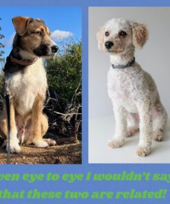 Embark Breed Identification Kit | Most Accurate Dog DNA Test | Test 350+ Dog Breeds | Breed ID Kit with Ancestry & Family Tree 41 710IE 8NC L