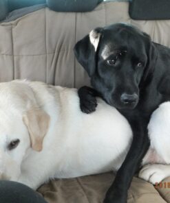 Amazing Turmeric for Dogs Curcumin Pet Antioxidant, Eliminates Joint Pain Inflammation, 120 Chews 29 710McTUkT5L