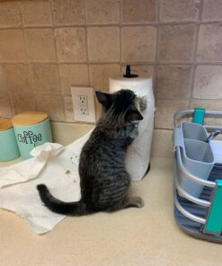 Viva Multi-Surface Cloth Paper Towels, Task Size - 12 Family Rolls (2 Packs of 6 Rolls) = 30 Regular Rolls (143 Sheets Per Roll), 286 Count (Pack of 6) 28 710NGXhu3L