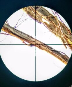 Benjamin Classic One Size 41 710OFxgVeWL