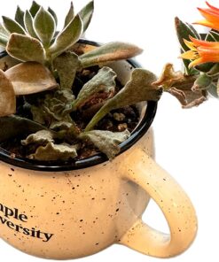 Shop Succulents Unique Succulent Plant Pack Bulk Collection - Live Mini Succulent Plants, Low Maintenance, Exceptional Colors & Textures - Wedding and Party Favors, Gift & Garden, Pack of 20 20-Pack Succulent Packs 50 710PuB2TtdL