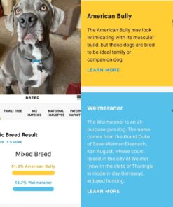 Embark Breed & Health Kit (2 Pack) - Dog DNA Test - Discover Breed, Ancestry, Relative Finder, Genetic Health, Traits, COI 2 Count (Pack of 1) 26 710Qcb6TY7L 1