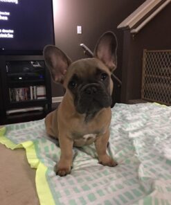 Pogi’s Dog Poop Bags - 10 Rolls (150 Doggie Poop Bags) - Leak-Proof Dog Waste Bags - Scented, Ultra Thick, Extra Large Poop Bags for Dogs 1 Count (Pack of 150) 24 710ROnD1cQL