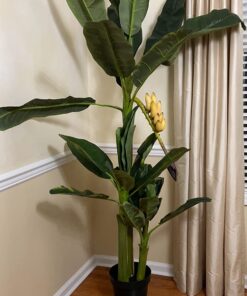 Nearly Natural 5226 6ft. Triple Stalk Banana Silk Tree , Green , 53.25" x 13" x 11.5" 18 710RYP5w6yL