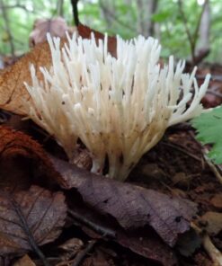 Planetary Herbals Ashwagandha Full Spectrum 570 mg, Rejuvenating Tonifier,120 Tablets 120 Count (Pack of 1) 13 710RYtZYAIL