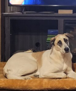 MidWest Homes for Pets Bolster Cinnamon Pet Bed for Dogs & Cats w/ Comfortable Bolster | Ideal for Extra Large Dog Breeds & Fits a 48-Inch Crate | Easy Maintenance Machine Wash & Dry | 48L-Inch 31 710S7BlfHeL