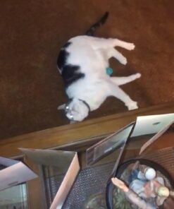 Hartz Just For Cats Midnight Crazies Cat Toy Balls - Assorted, for All Breed Sizes 31 710Vnh9K5bL