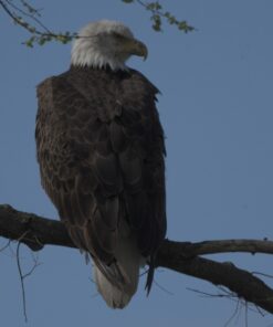 Sigma 2.0x Teleconverter TC-2001 for Nikon Nikon SLR Mount 18 710XGXj5oxL