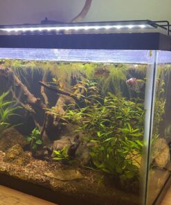 API STRESS COAT Aquarium Water Conditioner 16-Ounce Bottle 16 oz Aquarium Treatment 47 710XpBu2dvL