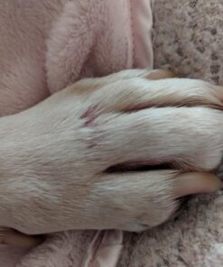 Results RNA - ACS 200 Silver-Glutathione Gel – Advanced Cellular Colloidal Silver Gel for Wound Care & Superior Dermal Healing. Clinically Proven. Recommended by Doctors Worldwide (2 oz) Unflavored 2 Fl Oz (Pack of 1) 12 710YZAumvgL