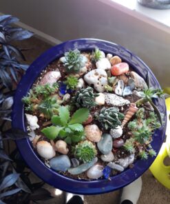 Hoffman 10410 Organic Cactus and Succulent Soil Mix, 10 Quarts 35 710bA2SdJyL