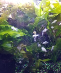 Aponogeton Ulvaceus Bulb - Aquarium Plant for Aquariums with temperatures Under 72F 60 710cVklqML
