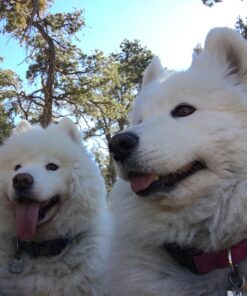 Pet MD - Canine Tabs Plus 365 Count - Advanced Multivitamins for Dogs - Natural Daily Vitamin and Mineral Nutritional Supplement - Liver Flavored Chewable Tablets 23 710dLznQzGL