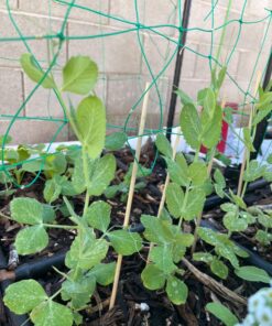 Xtreme Gardening HGC721205 Mykos Pure Mycorrhizal Inoculant Organic Root Enhancer, 2.2 lbs, Black 2.2 lbs. 25 710dqCGP2yL