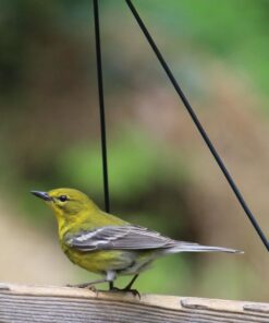 Wagner's 62012 Southern Regional Blend Wild Bird Food, 20-Pound Bag 36 710e3SaR3fL